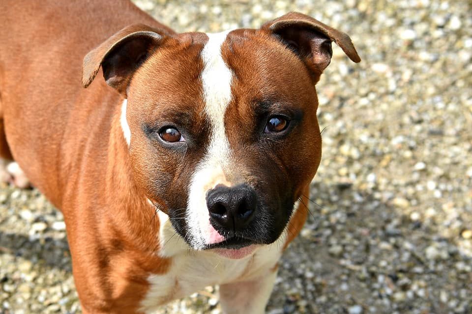 Mist and fury Of Suprême Staffy's