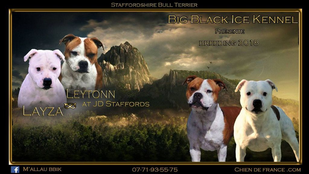 Big Black Ice - Staffordshire Bull Terrier - Portée née le 09/03/2018