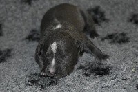 Big Black Ice - American Staffordshire Terrier - Portée née le 05/01/2021