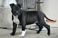 Big Black Ice - American Staffordshire Terrier - Portée née le 22/12/2019