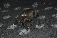 Big Black Ice - American Staffordshire Terrier - Portée née le 14/10/2020