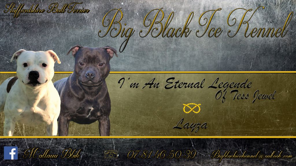 Big Black Ice - Staffordshire Bull Terrier - Portée née le 28/07/2017