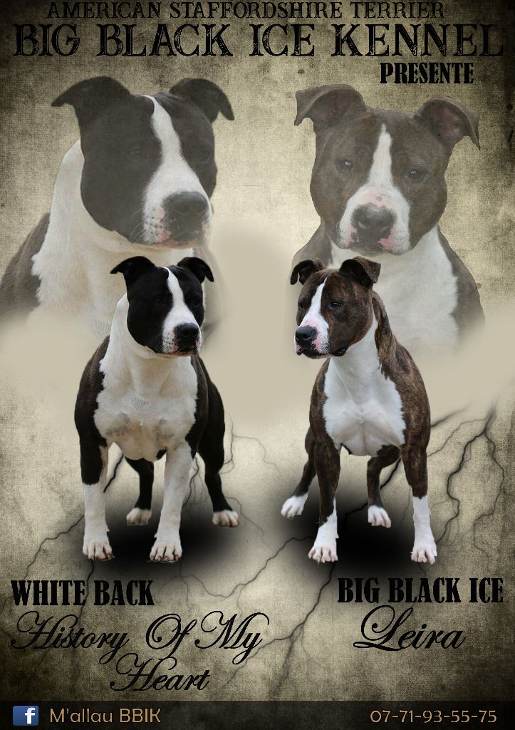 Big Black Ice - American Staffordshire Terrier - Portée née le 13/07/2018