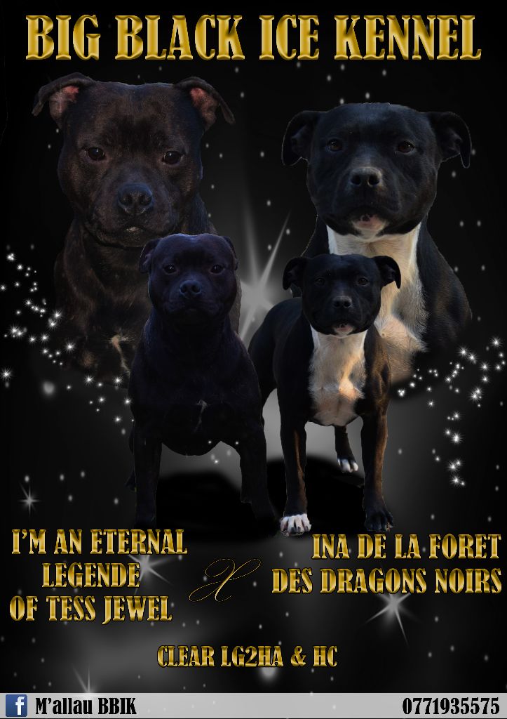 Chiot Staffordshire Bull Terrier Big Black Ice