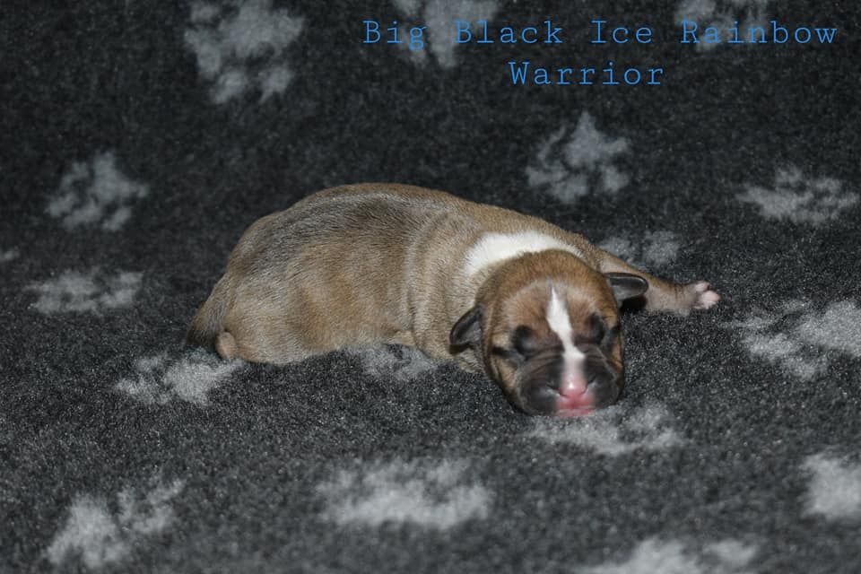 Big Black Ice - American Staffordshire Terrier - Portée née le 14/10/2020